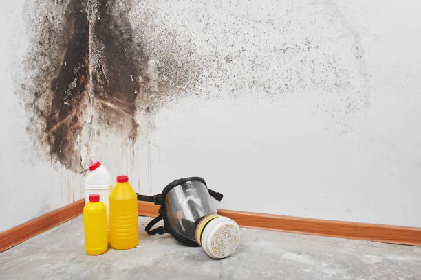 Best Bathroom Mold Remediation in Cambridge, MA