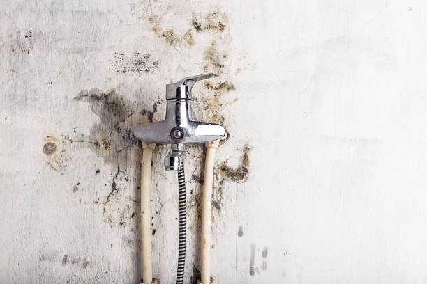 Trusted Cambridge, MA Mold Remediation Experts