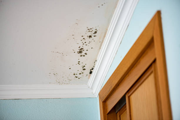 Best HVAC Mold Remediation in Cambridge, MA