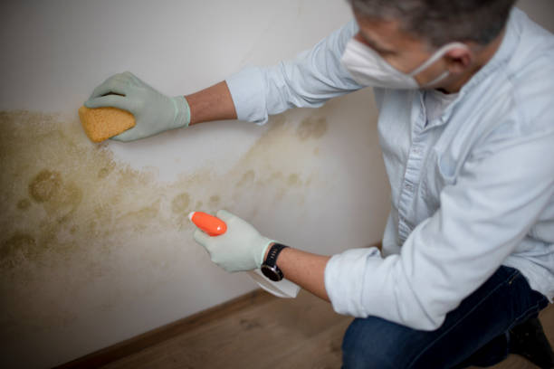 Best Emergency Mold Remediation in Cambridge, MA