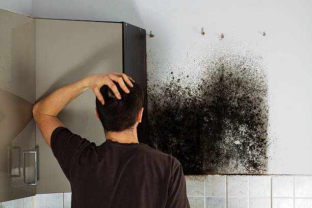 Best Mold Testing and Inspection Services in Cambridge, MA