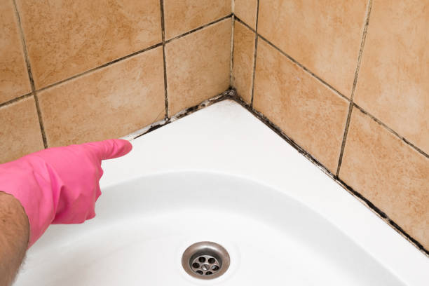 Best Basement Mold Remediation in Cambridge, MA