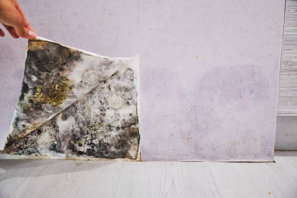 Best Mold Remediation for Schools in Cambridge, MA